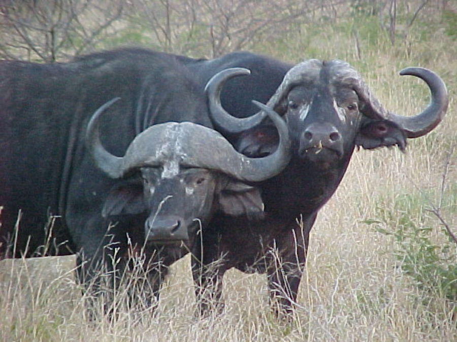 buffaloes.jpg